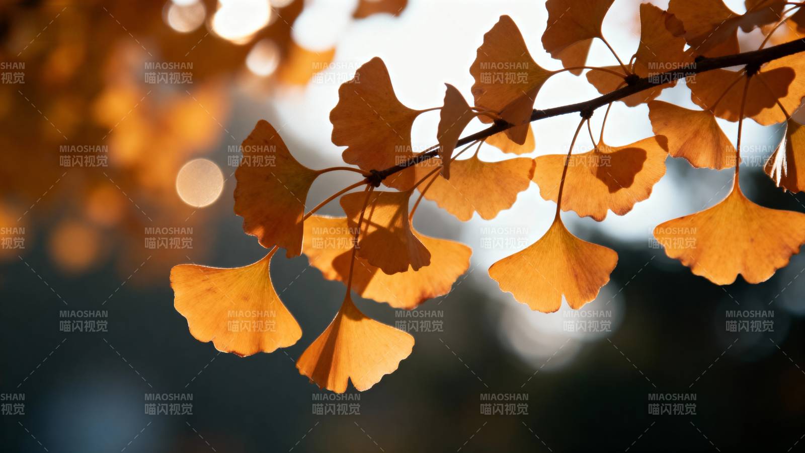 秋叶金黄 光影斑驳图片