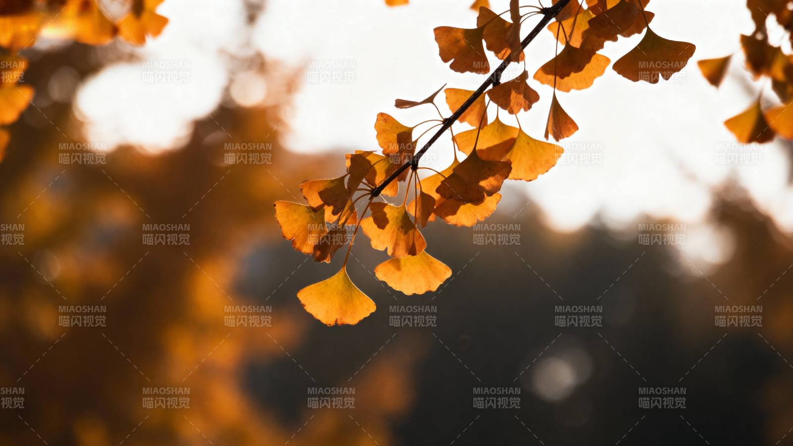 秋叶金黄 光影斑驳图片