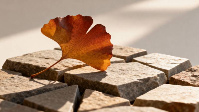 秋叶静卧石阶上图片