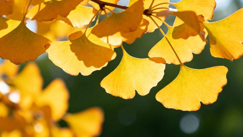 金秋银杏叶图片