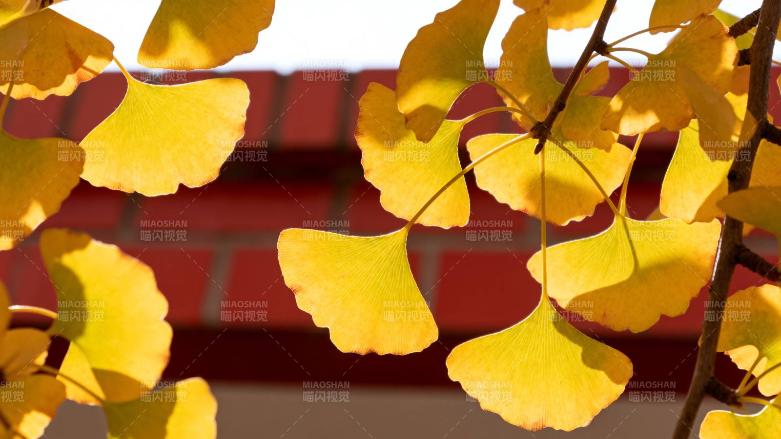 秋日银杏叶图片