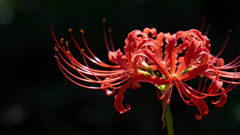 彼岸花绽放图片