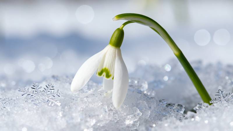 雪中绽放的雪花莲图片