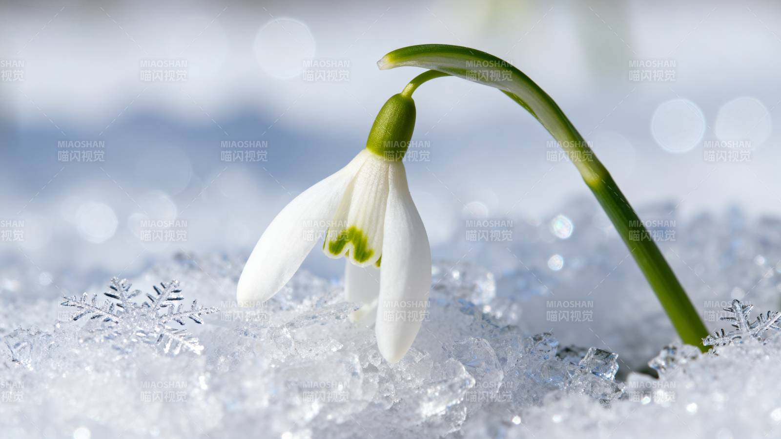 雪中绽放的雪花莲图片