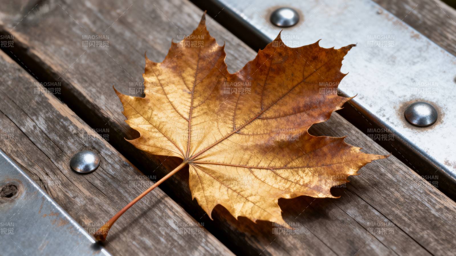 秋叶静卧木凳图片