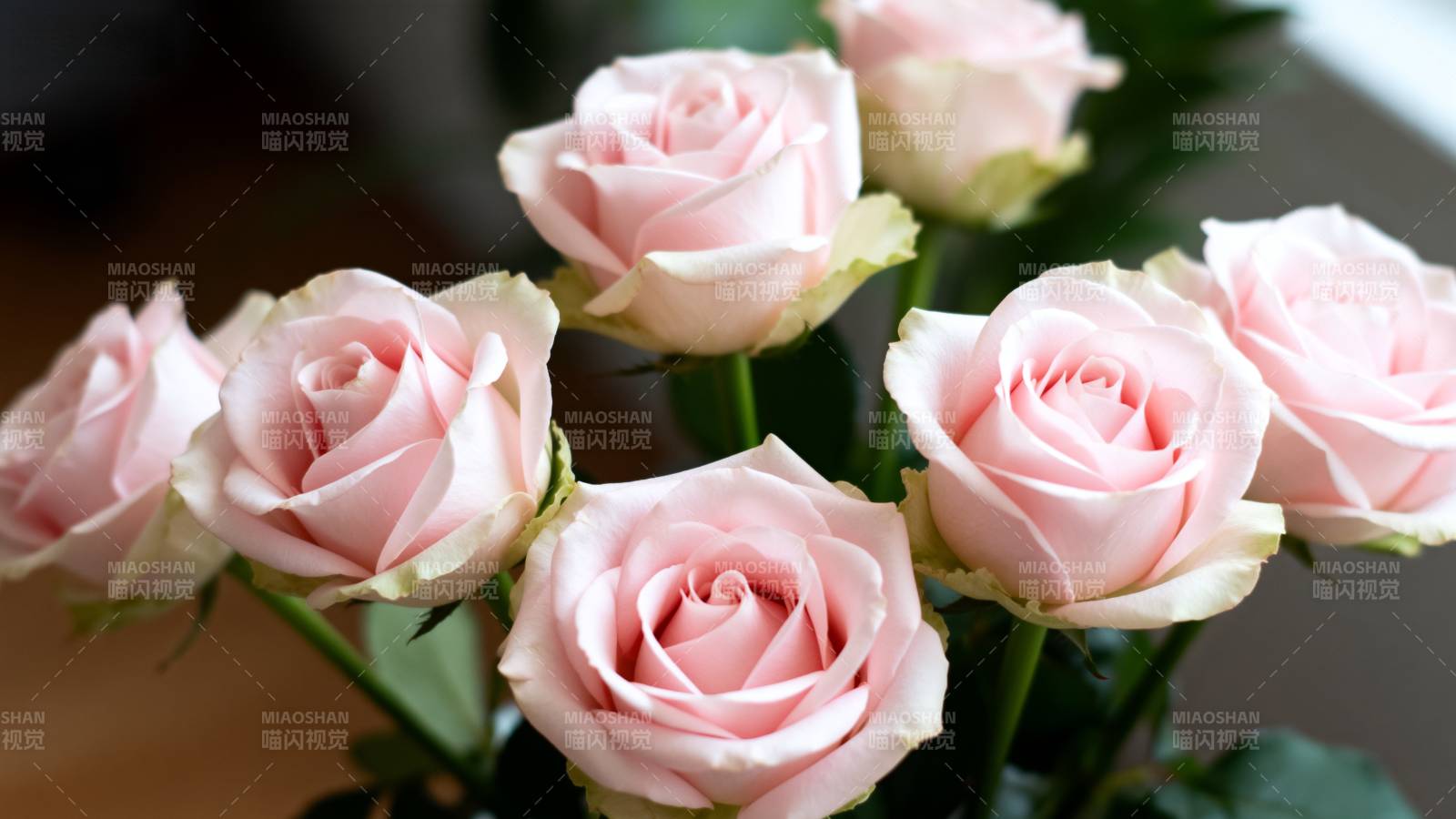 淡粉玫瑰绽放图片