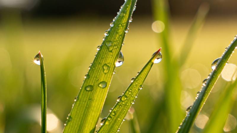 晨露草尖晶莹图片