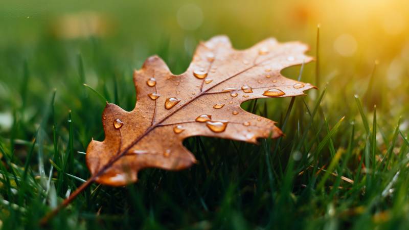 秋叶露珠静谧景图片