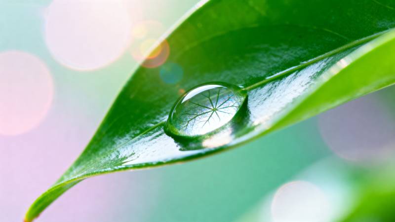 叶尖露珠映光图片