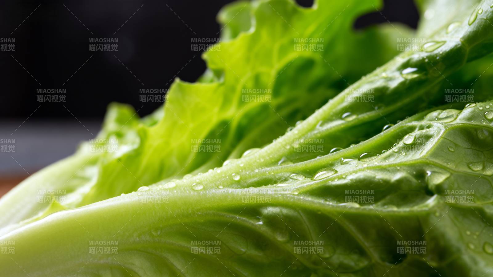 新鲜生菜特写图片