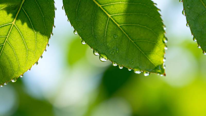 露珠叶尖 绿意盎然图片