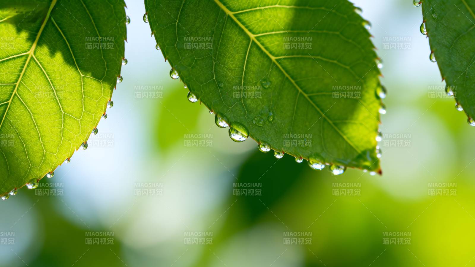 露珠叶尖 绿意盎然图片