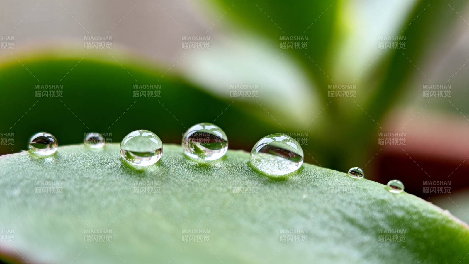 叶上露珠晶莹图片