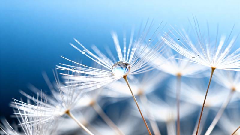 蒲公英上的露珠图片