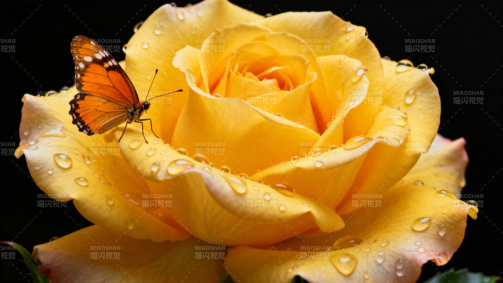 黄玫瑰上的蝴蝶图片