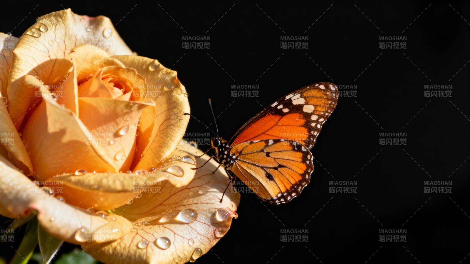 蝶恋金玫瑰图片