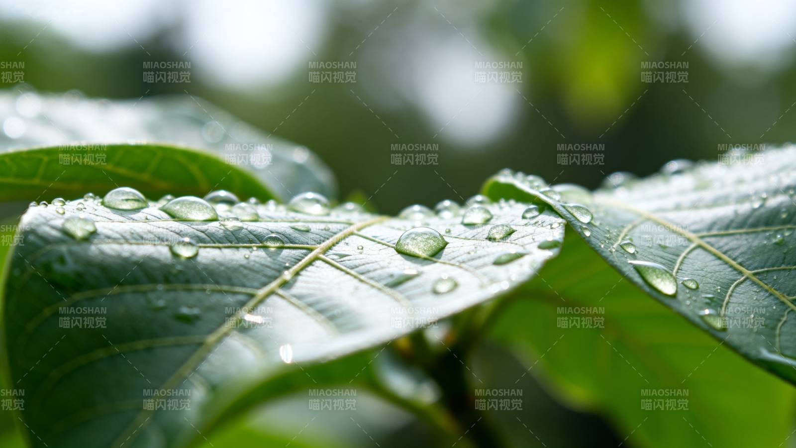 叶上露珠晶莹图片