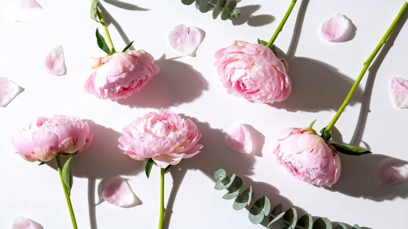 粉玫瑰静物图图片