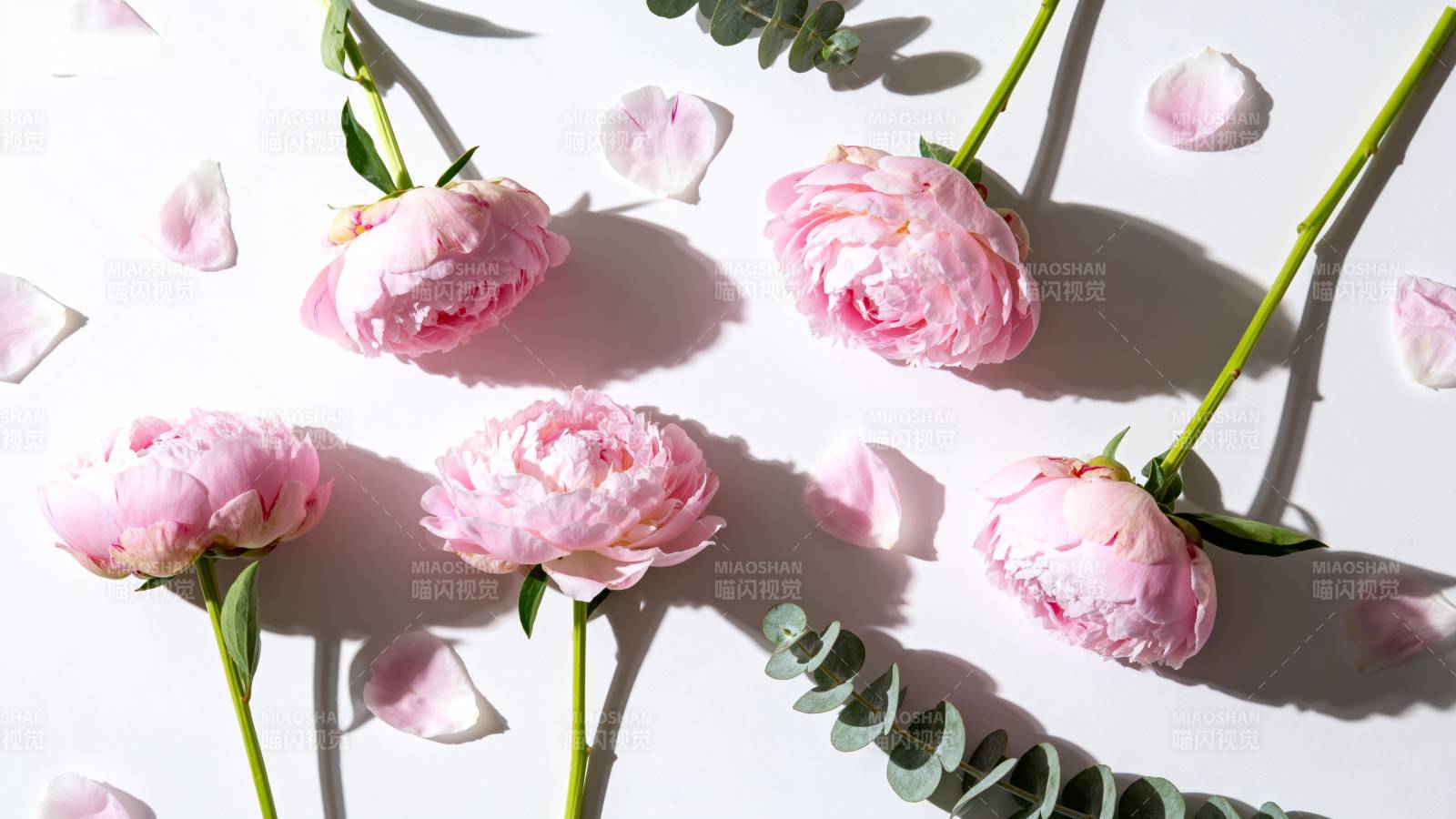 粉玫瑰静物图图片