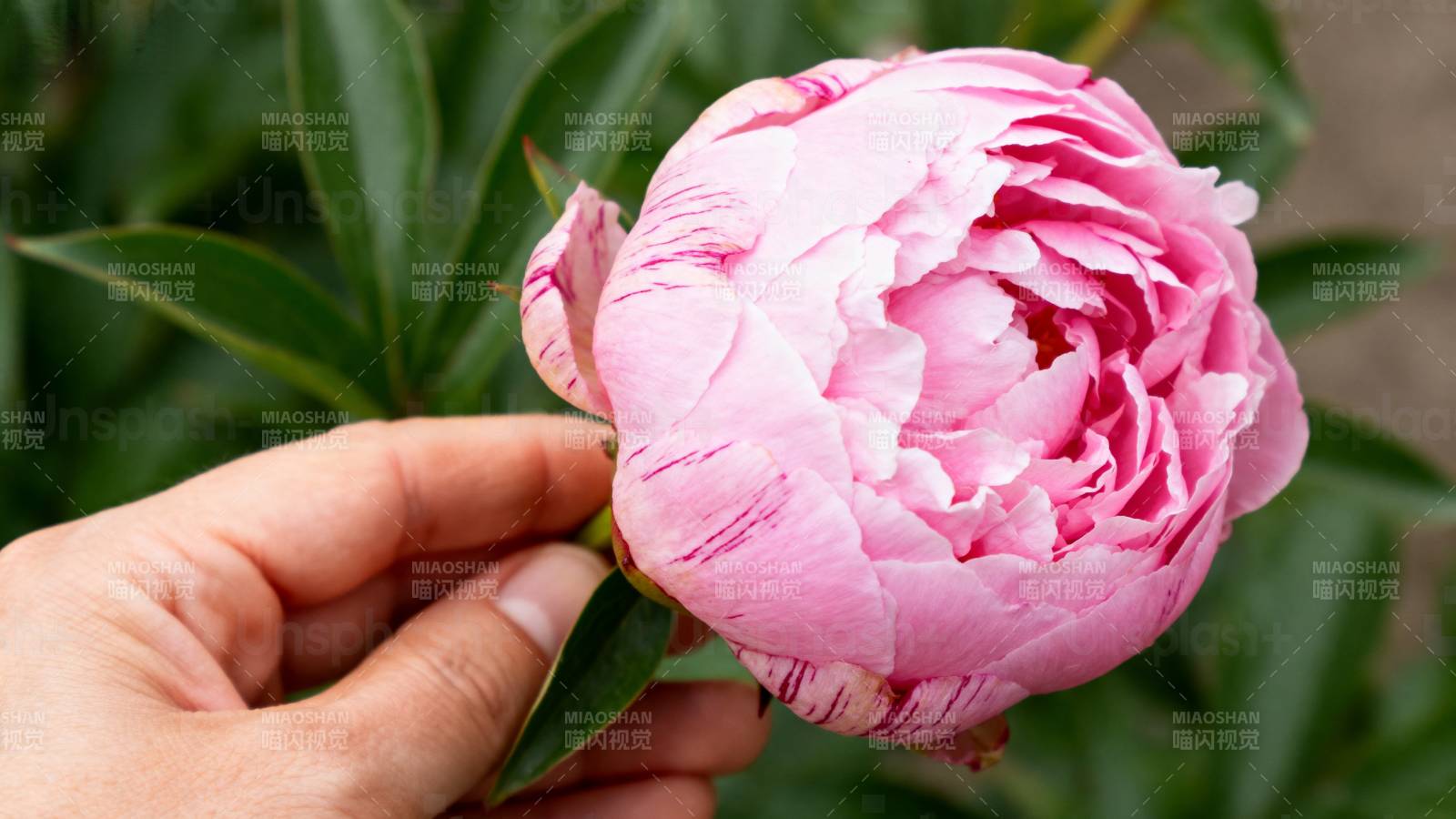 手捧粉红牡丹花图片