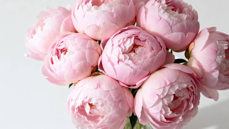 粉嫩牡丹花束图片