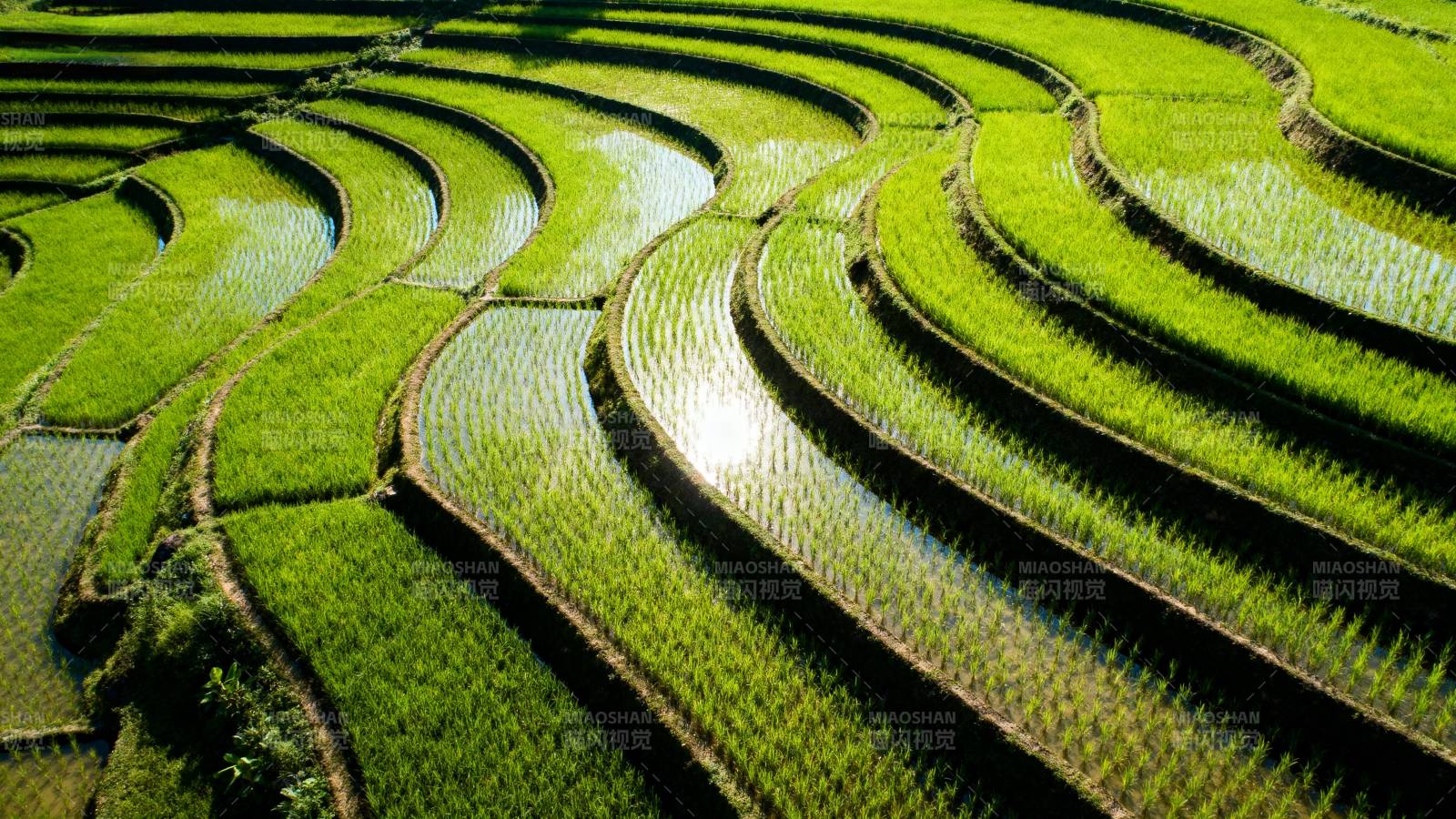梯田绿浪图片