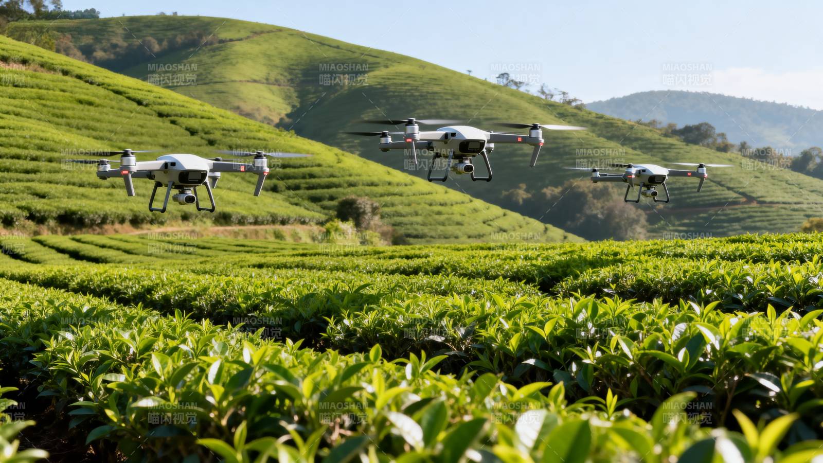无人机茶园巡检图片