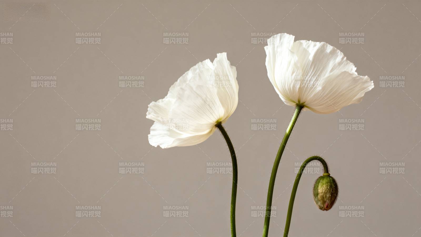 白罂粟花绽放图片