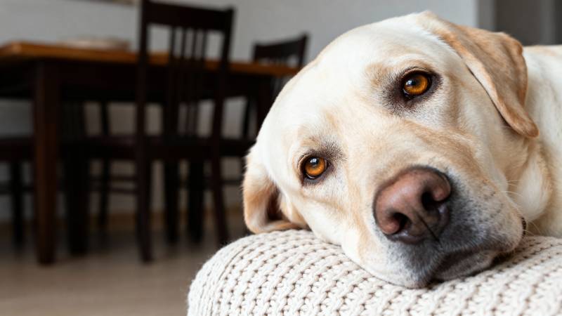 黄狗倚枕凝视图片