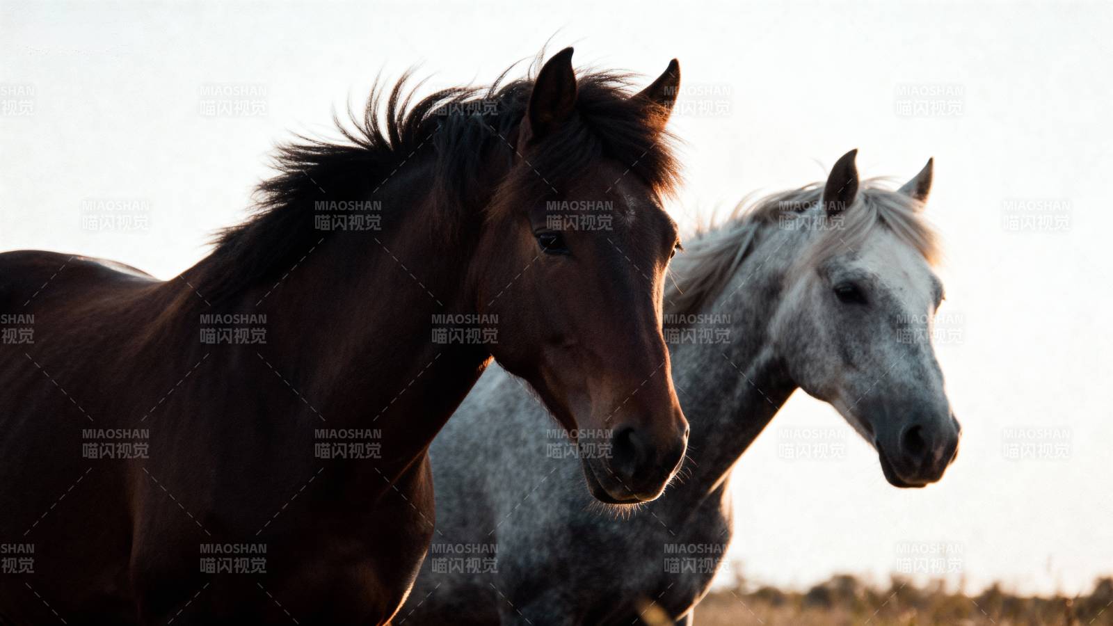 双马并肩行图片