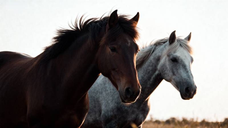 双马并肩行图片