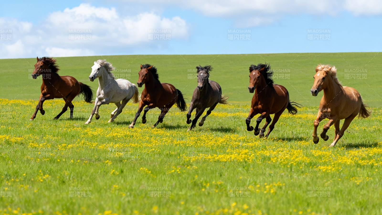 骏马奔腾草原上图片