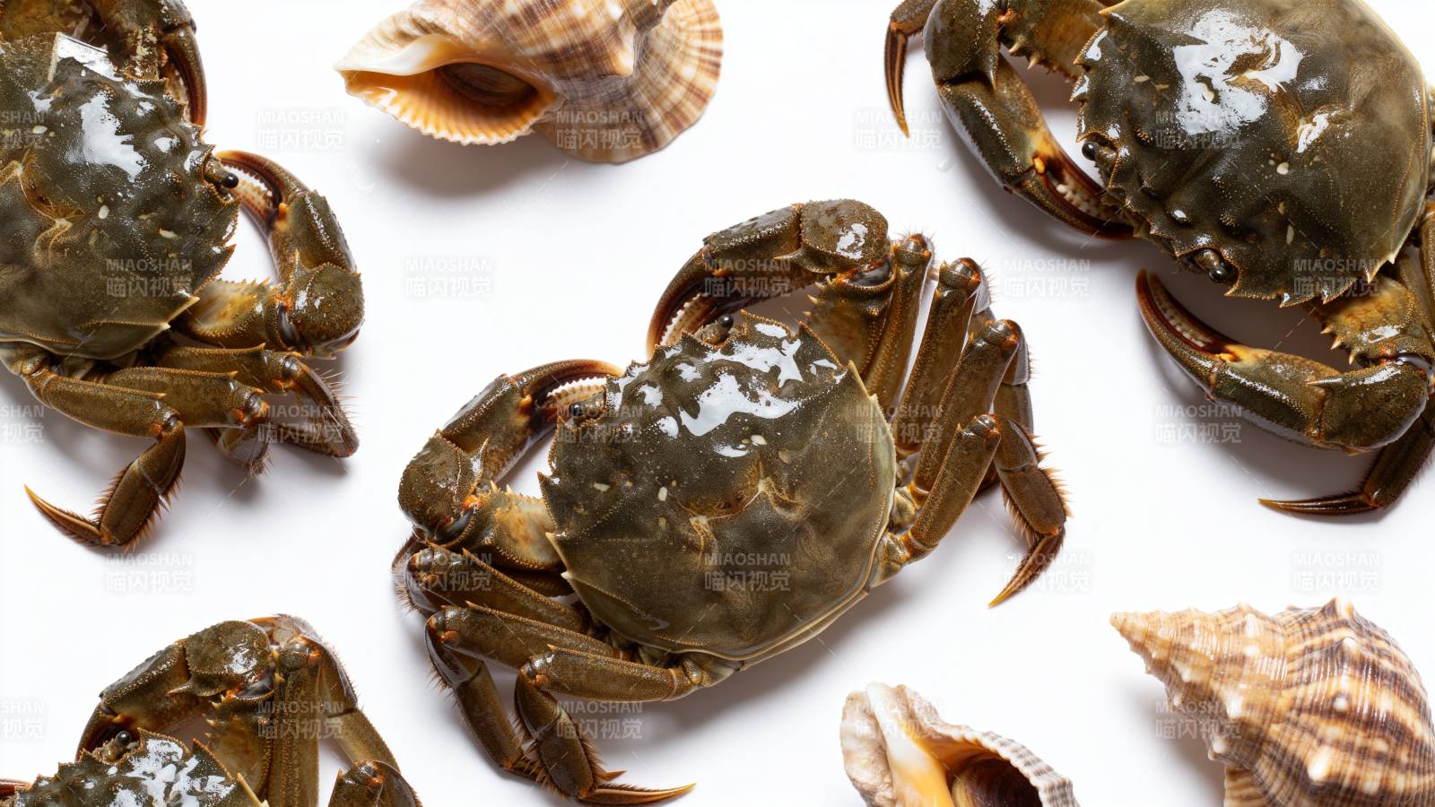 螃蟹与贝壳静物图片