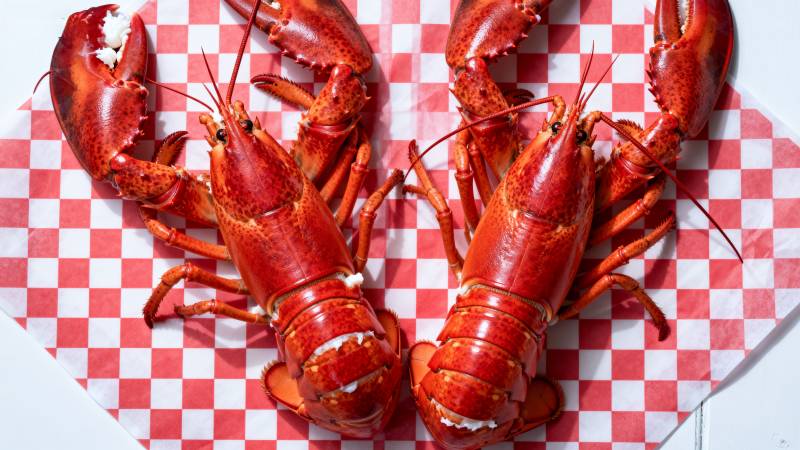 鲜红龙虾对对碰图片