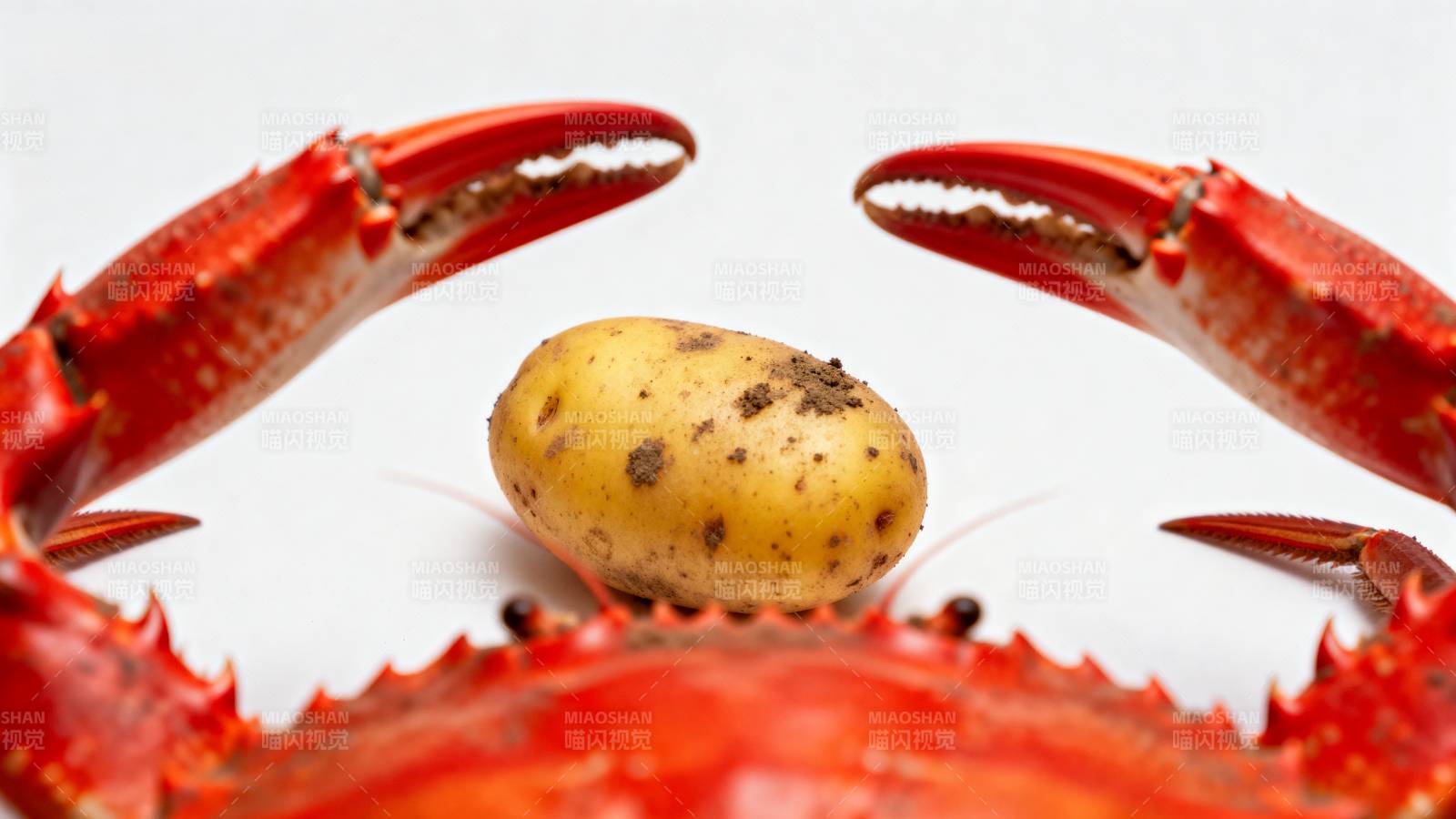 蟹钳夹土豆图片