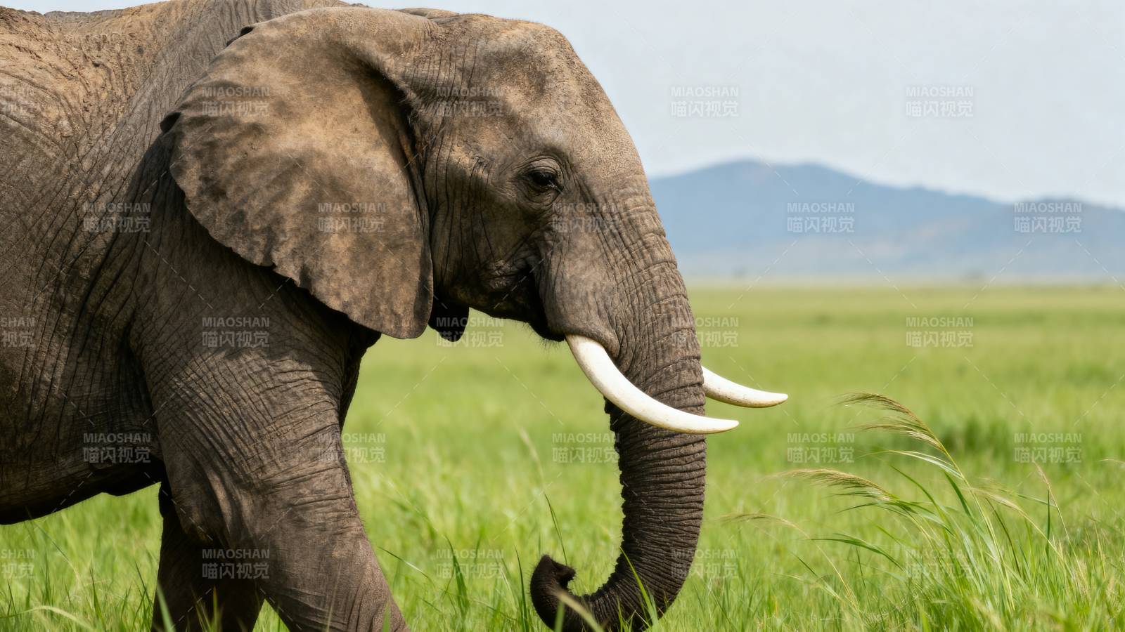 草原上的大象图片