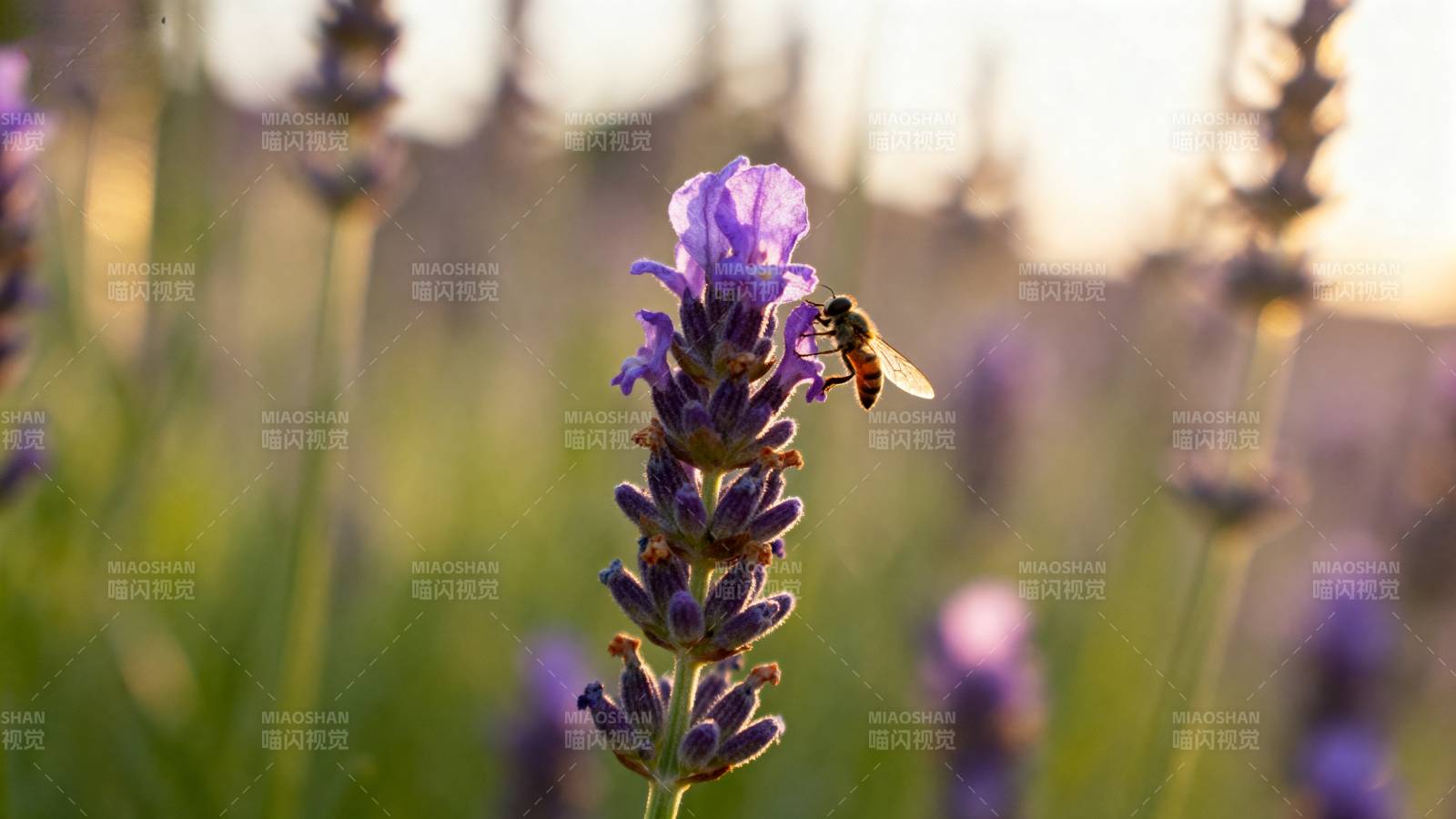 薰衣草上的蜜蜂图片