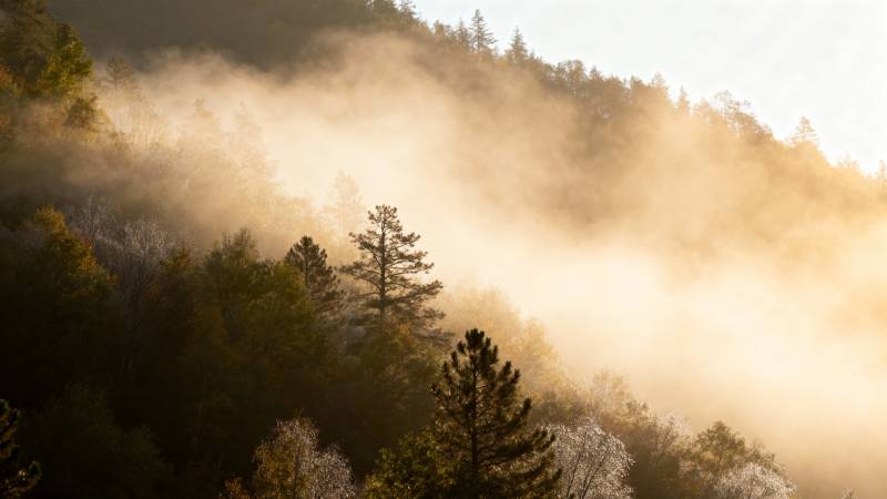 晨雾缭绕山林图片