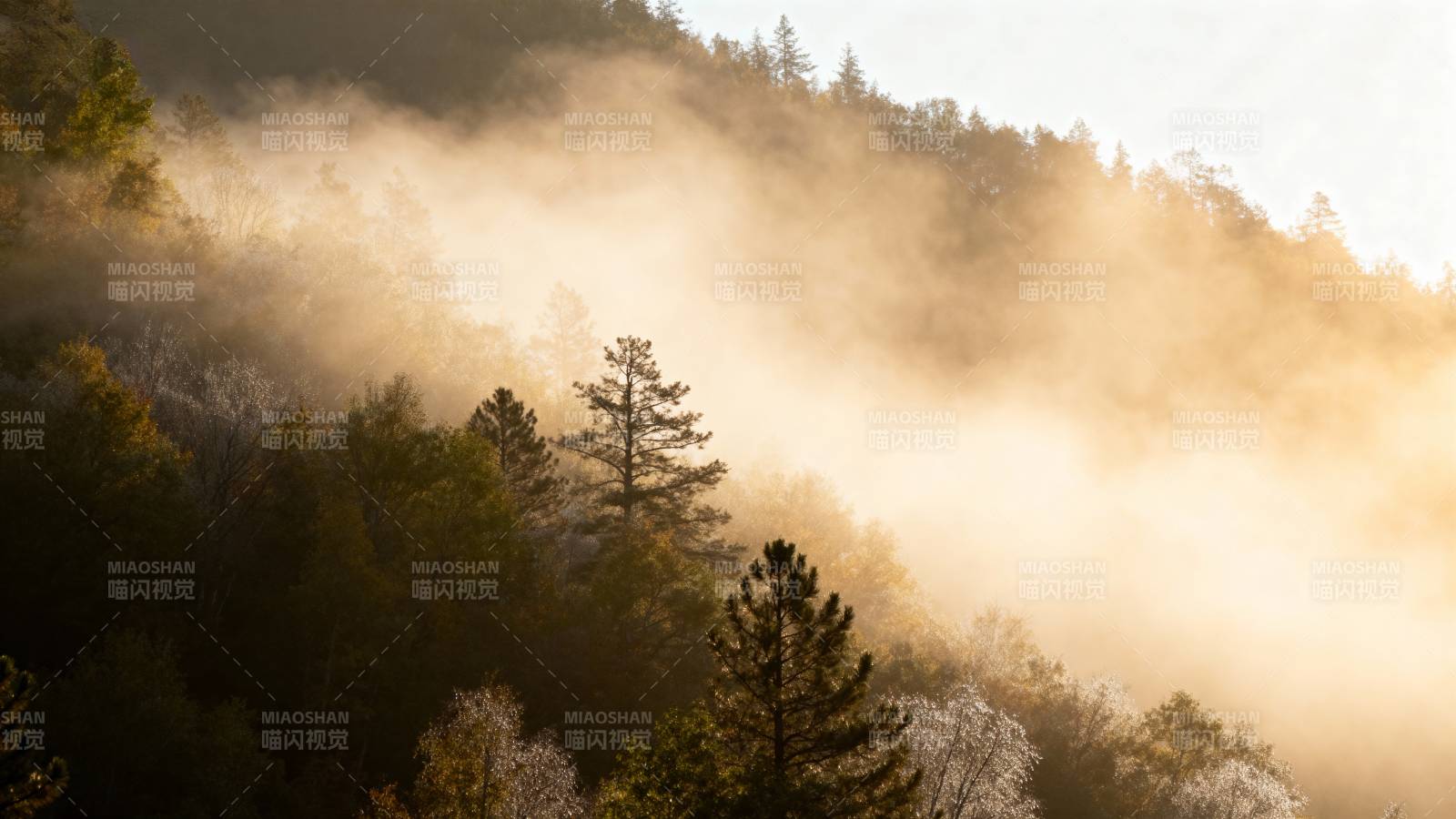 晨雾缭绕山林图片