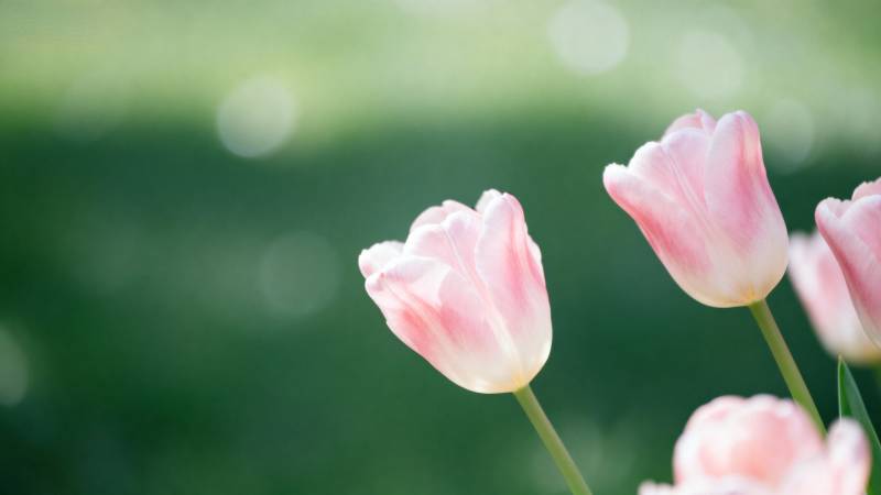 粉红郁金香绽放图片