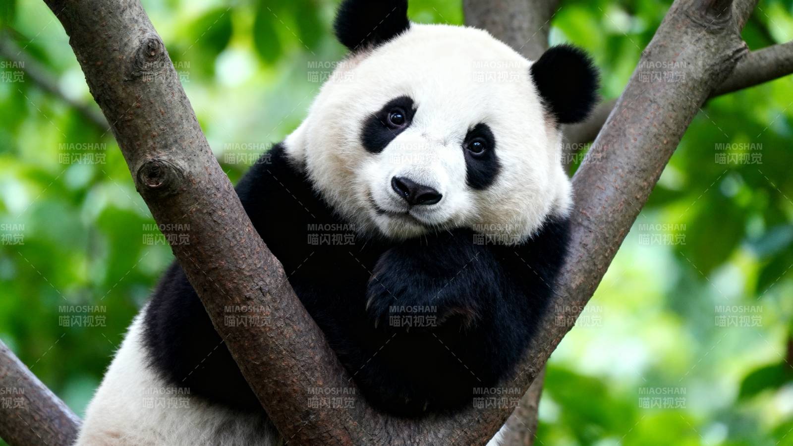 熊猫树上休憩图片