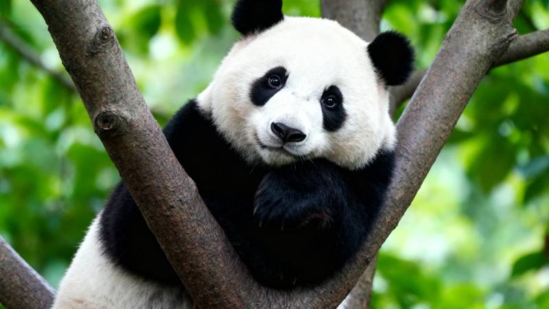 熊猫树上休憩图片