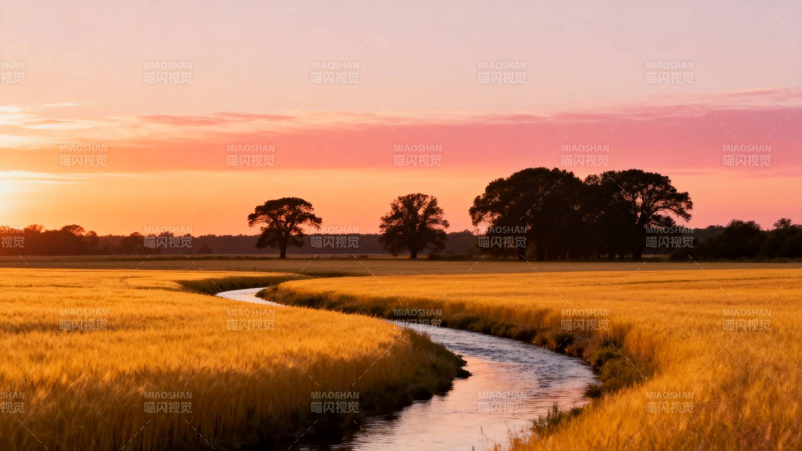 夕阳下的金色田野图片