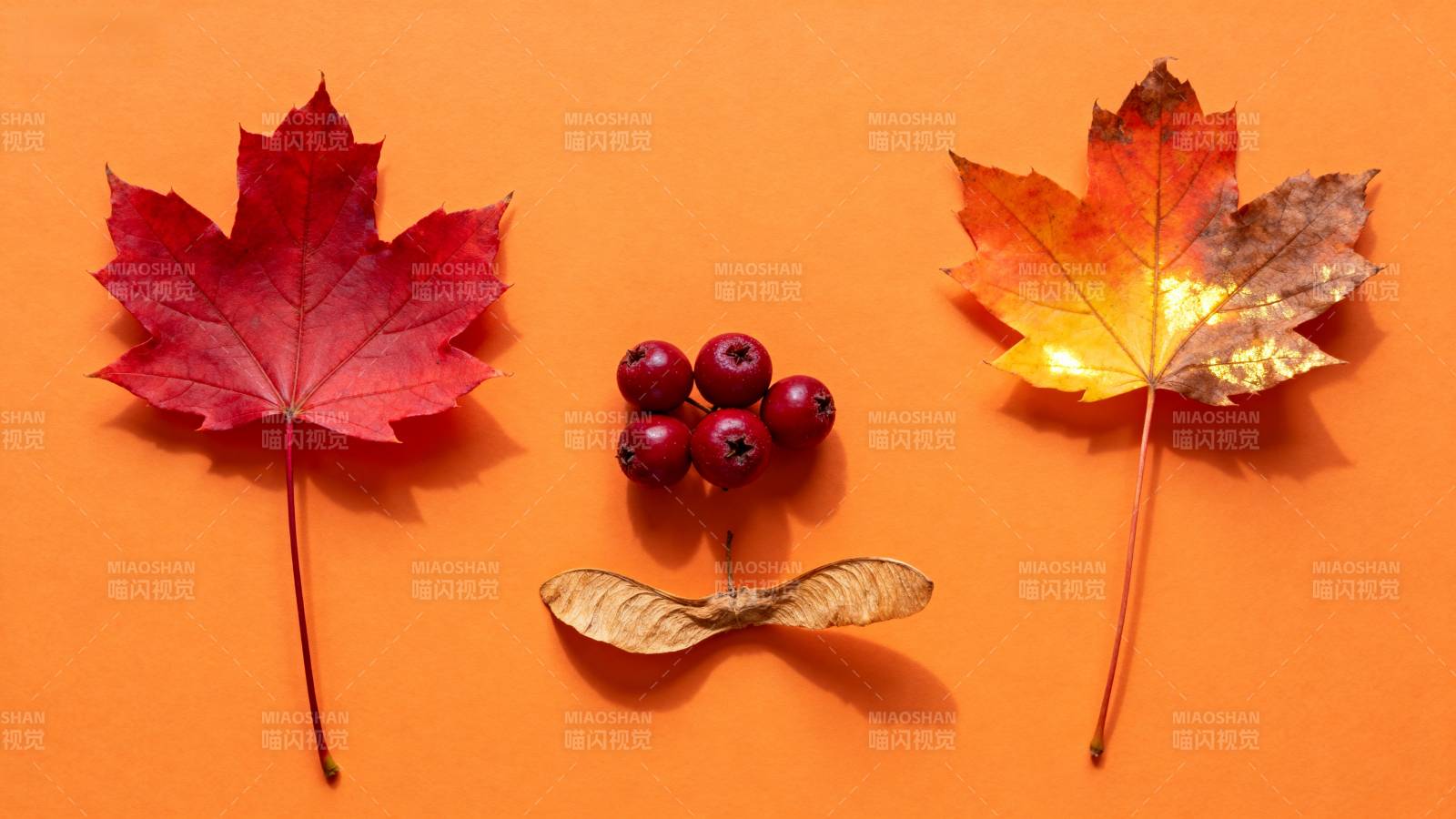 秋叶与浆果静物图片