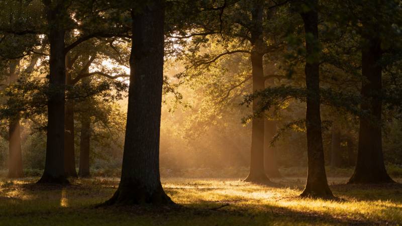 晨光穿透林间图片