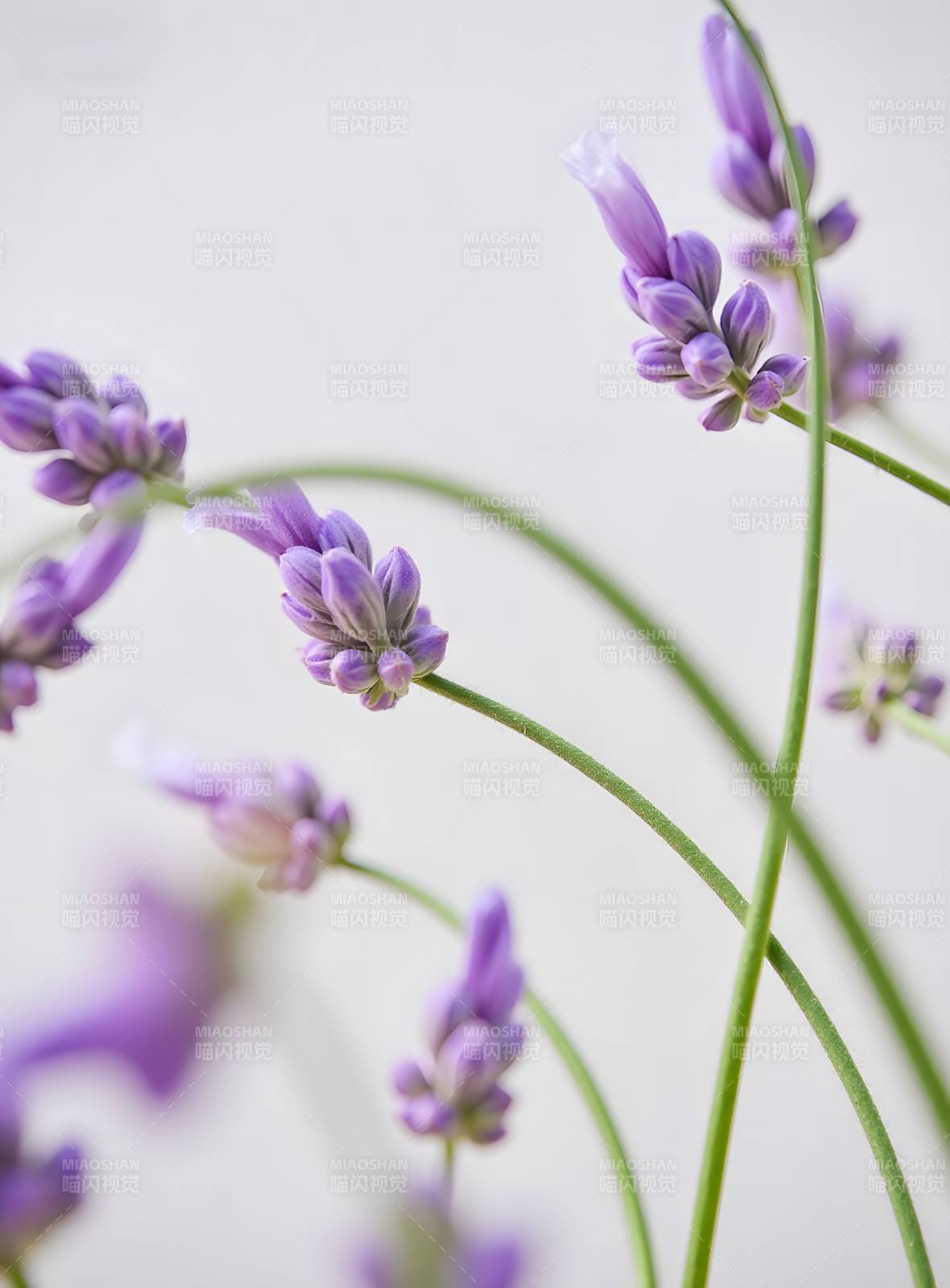 紫色花朵特写清新自然图片