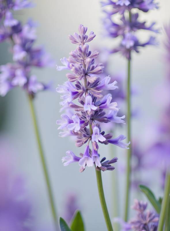 紫色薰衣草花簇特写图片