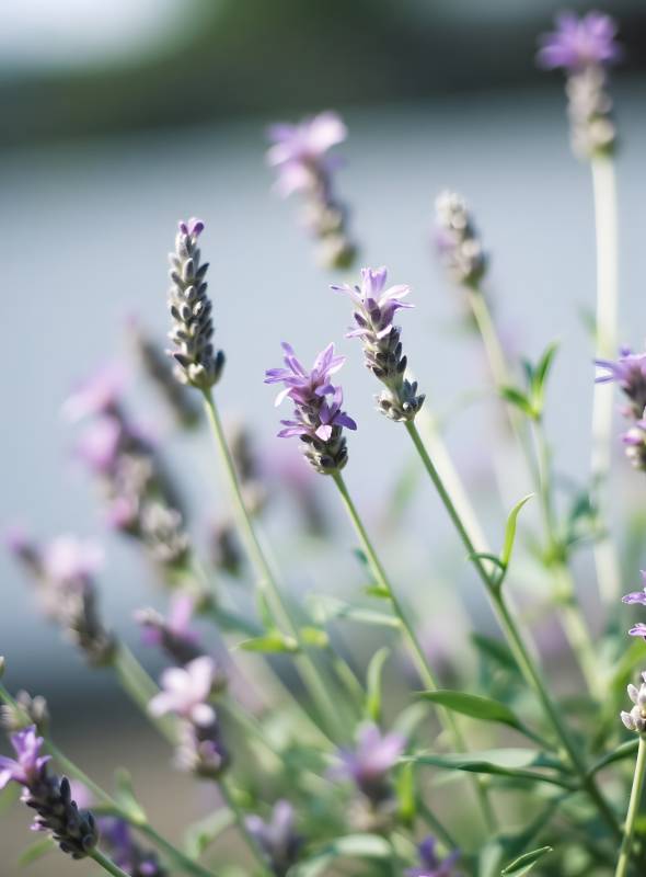 紫色薰衣草花丛特写图片
