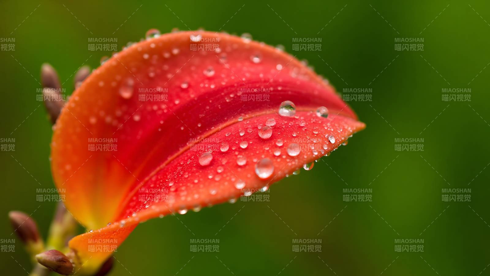红橙花瓣水珠特写图片