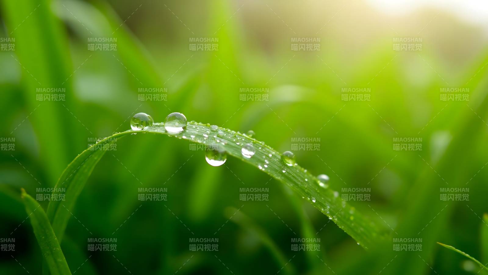 露珠草叶晨光图片